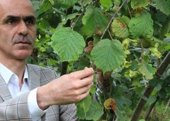 Fındıkta rekolte çalışmalarına başlandı