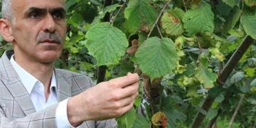 Fındıkta rekolte çalışmalarına başlandı