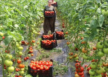 Domates hasadı başladı