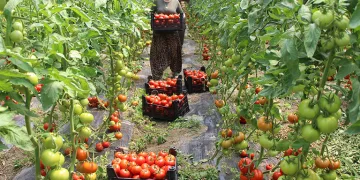 Domates hasadı başladı