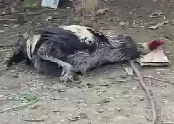 Nefesi tükenen horoz öterken bayıldı