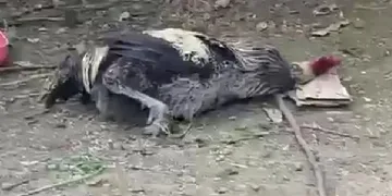 Nefesi tükenen horoz öterken bayıldı