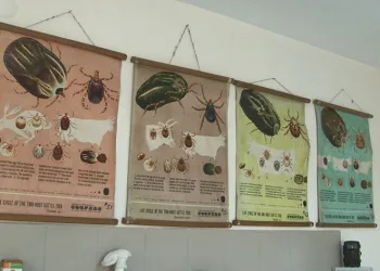 Yağışlar keneleri belirli noktalara taşıdı