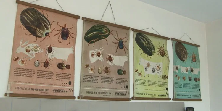 Yağışlar keneleri belirli noktalara taşıdı