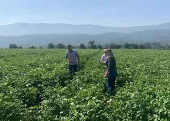 Patates tarlalarında mildiyö alarmı