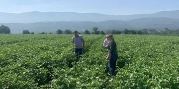 Patates tarlalarında mildiyö alarmı