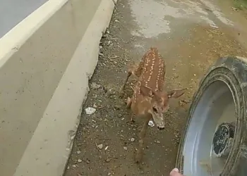 Karaca yavrusunu yakalamak için trafiği durdurdu
