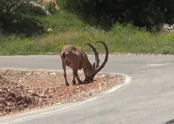 ‘Tuz’ için karayoluna iniyorlar
