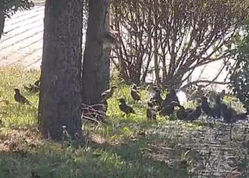 İnegöl’de kuşlar böyle serinledi