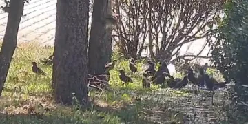 İnegöl’de kuşlar böyle serinledi