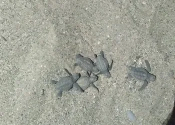 Caretta carettalar denizle buluştu
