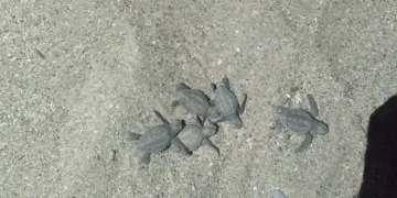 Caretta carettalar denizle buluştu