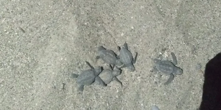 Caretta carettalar denizle buluştu