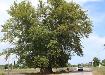 700 yıldır dimdik ayakta