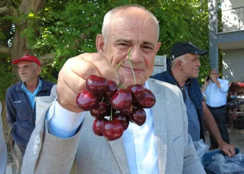 Yahyalı kirazının hasadı başladı