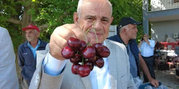 Yahyalı kirazının hasadı başladı