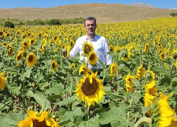 Yağlık ayçiçek Afyonkarahisar’da yaygınlaştırılıyor