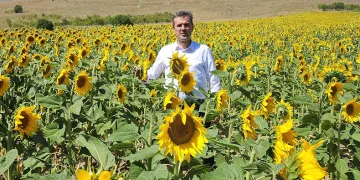 Yağlık ayçiçek Afyonkarahisar’da yaygınlaştırılıyor