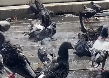 Güvercinler kanatlarını açıp serinledi