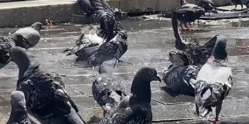 Güvercinler kanatlarını açıp serinledi