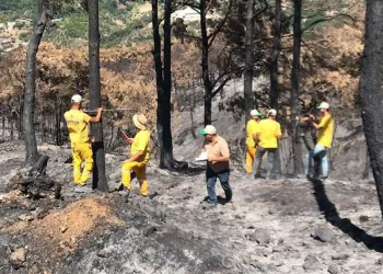 Yanan ormanda hasar tespit çalışmaları başladı