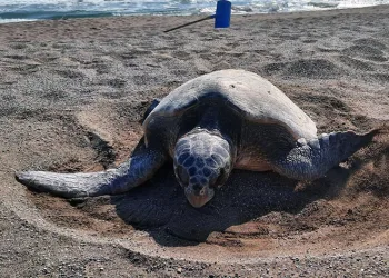 Caretta yuva sayısı 600’e ulaştı