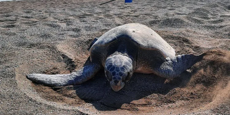 Caretta yuva sayısı 600’e ulaştı