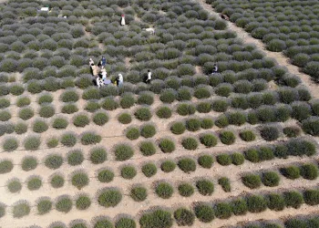 Lavanta hasat şenliği