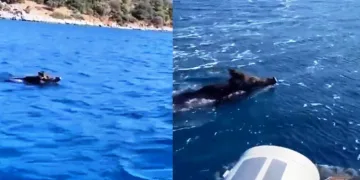Yüzen domuz görenleri şaşırttı