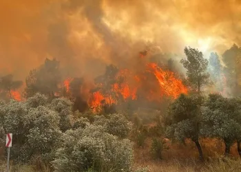 Muğla’da orman yangını