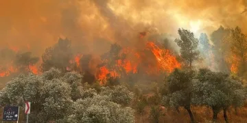Muğla’da orman yangını