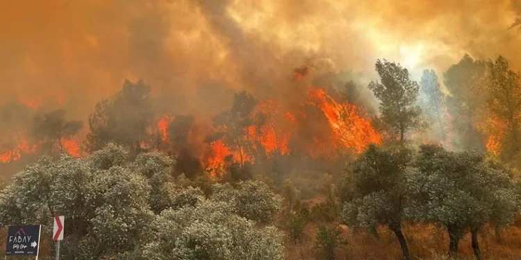 Muğla’da orman yangını