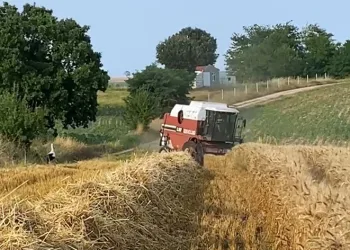 Çiftçi de leylekler de rızkının peşinde