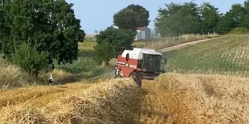 Çiftçi de leylekler de rızkının peşinde