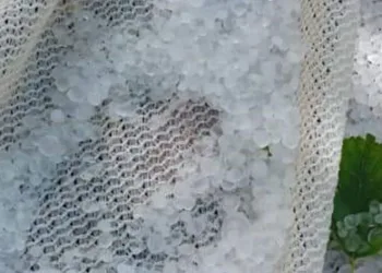 Türkiye’nin dut merkezini dolu vurdu