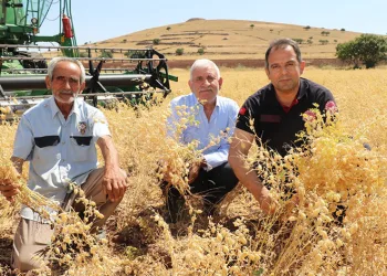 Elazığ’da nohut hasadı
