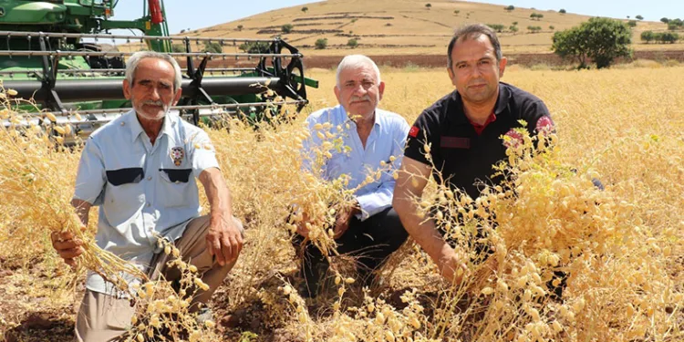 Elazığ’da nohut hasadı