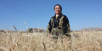Milletvekili şalvar giydi, biçerdöver ile ekin biçti