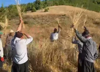 Bin rakımda bereket dualı geleneksel hasat