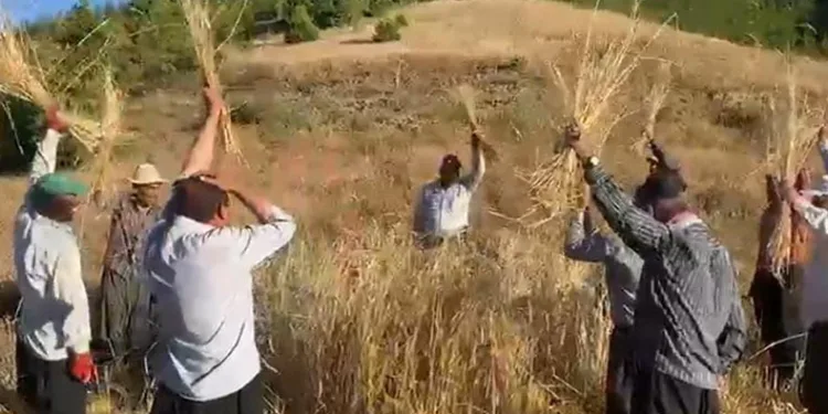 Bin rakımda bereket dualı geleneksel hasat