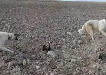 Nesli tükenmek üzere olan alaca sansar