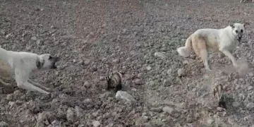 Nesli tükenmek üzere olan alaca sansar