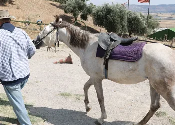 Alanı olmadığı için, atlarını satılığa çıkardı