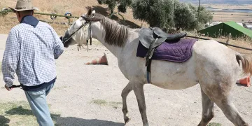 Alanı olmadığı için, atlarını satılığa çıkardı