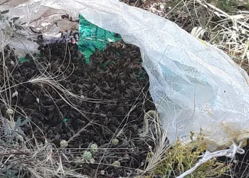 Kovanı terk eden arılar yol kenarında bulundu