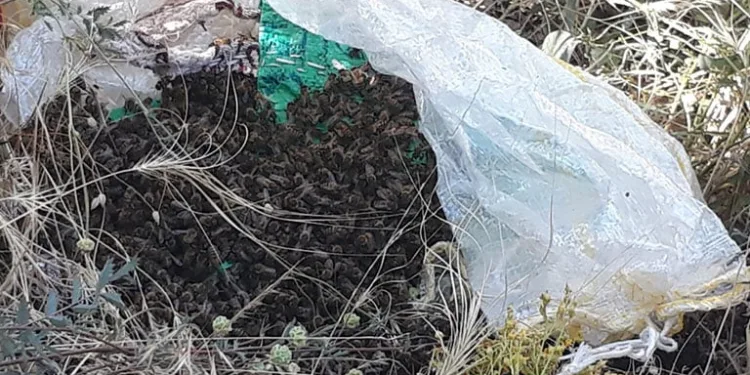 Kovanı terk eden arılar yol kenarında bulundu