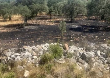 Makilik ve zeytinlik yangını korkuttu