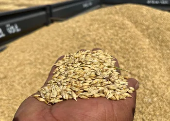 Çiftçi umduğundan daha fazla ürün aldı