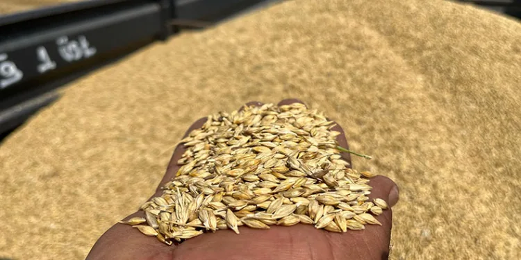 Çiftçi umduğundan daha fazla ürün aldı