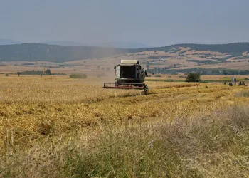 BAÜN’de hububat hasadı yapıldı